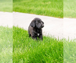 Small Photo #6 Shepadoodle Puppy For Sale in JOHNSON, KS, USA