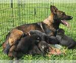 Small Photo #22 German Shepherd Dog Puppy For Sale in LYNCH STATION, VA, USA