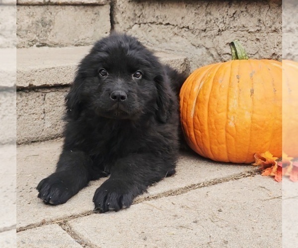 Medium Photo #40 Newfoundland Puppy For Sale in CAMBRIDGE, NE, USA