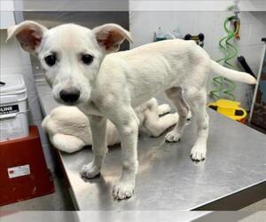 Labrador Retriever-Unknown Mix Dogs for adoption in Woodland, CA, USA