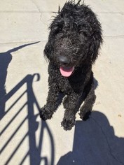 Goldendoodle Puppy for sale in WESTMINSTER, CA, USA