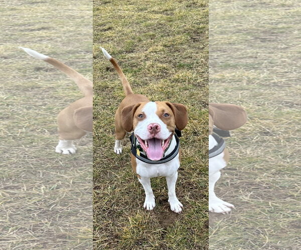 Medium Photo #1 Mutt Puppy For Sale in Shillington, PA, USA