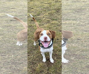 Mutt Dogs for adoption in Shillington, PA, USA