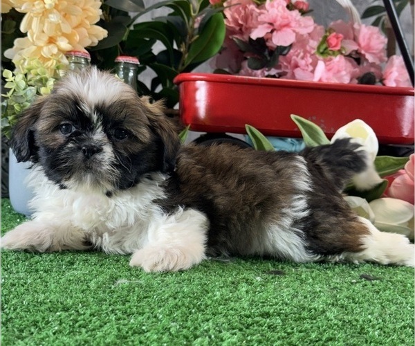Medium Photo #1 Shih Tzu Puppy For Sale in CANOGA, NY, USA