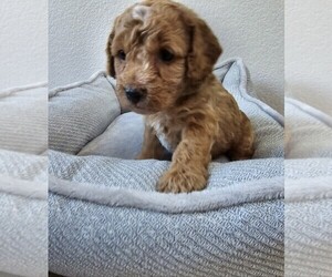 Goldendoodle (Miniature) Puppy for sale in SAN DIEGO, CA, USA