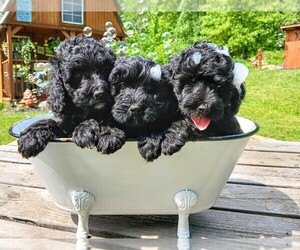 Cavapoo Puppy for Sale in MILLVILLE, Minnesota USA