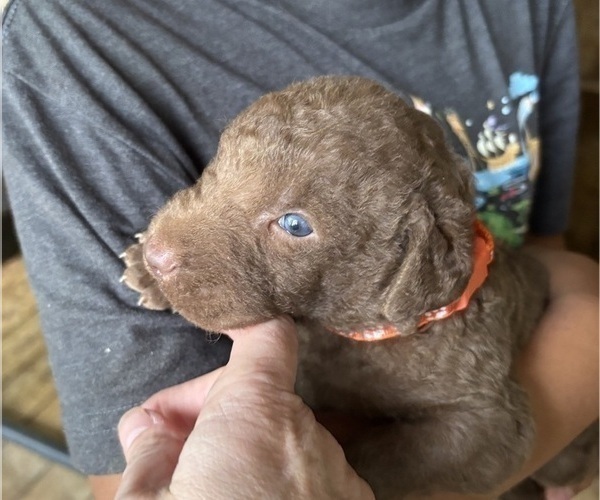 Medium Photo #4 Chesapeake Bay Retriever Puppy For Sale in COOKEVILLE, TN, USA