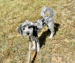 Goldendoodle (Miniature) Puppy for sale in PATUXENT RIVER, MD, USA