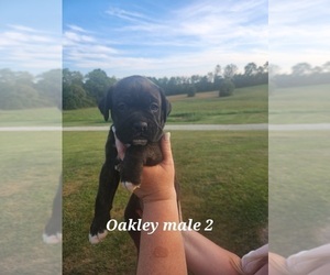 Boxer Puppy for Sale in COXS CREEK, Kentucky USA
