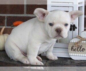 French Bulldog Puppy for sale in FREDERICKSBURG, OH, USA