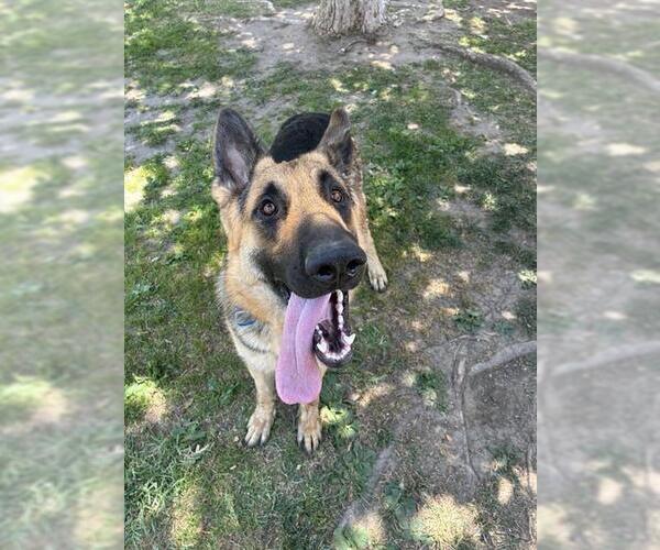 Medium Photo #2 German Shepherd Dog Puppy For Sale in Riverside, CA, USA