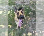 Small #1 German Shepherd Dog