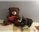 Puppy Dark Gray Male French Bulldog