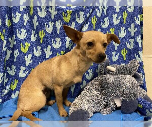 Medium Photo #1 Chihuahua-Unknown Mix Puppy For Sale in Modesto, CA, USA