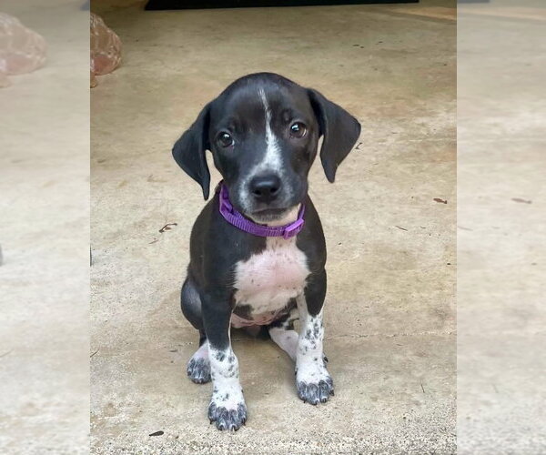 Medium Photo #2 Border Collie-Unknown Mix Puppy For Sale in Alexander, AR, USA