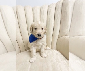 Golden Mountain Doodle Puppy for sale in LELAND, NC, USA