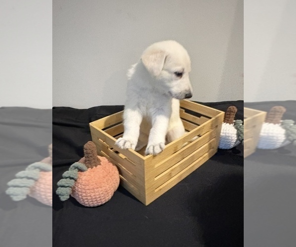 Medium Photo #1 German Shepherd Dog Puppy For Sale in MILFORD, MI, USA