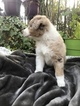 Small Photo #2 Australian Shepherd Puppy For Sale in WELLBORN, FL, USA