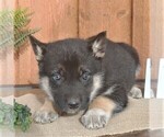 Small Photo #2 German Shepherd Dog-Siberian Husky Mix Puppy For Sale in GARNETT, KS, USA