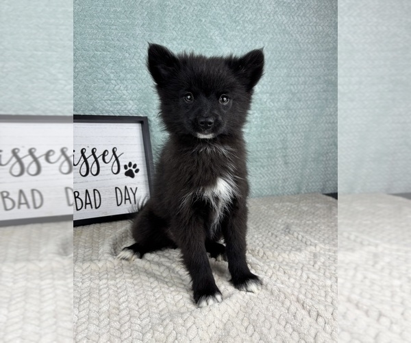 Medium Photo #5 Pomsky Puppy For Sale in FRANKLIN, IN, USA