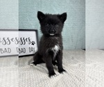 Small #4 Pomsky