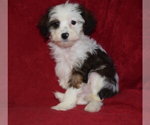 Cavapoo Puppy for sale in BARNESVILLE, KS, USA