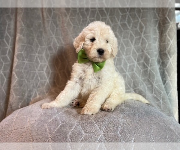 Medium Photo #18 Poodle (Standard) Puppy For Sale in LAKELAND, FL, USA