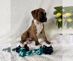 Small #4 Boxer