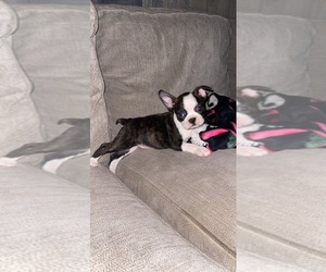 Boston Terrier Puppy for sale in BROOKVILLE HEIGHTS, IN, USA