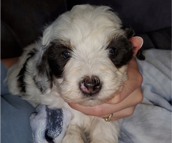 Medium Photo #5 Bernedoodle (Miniature) Puppy For Sale in LEETONIA, OH, USA