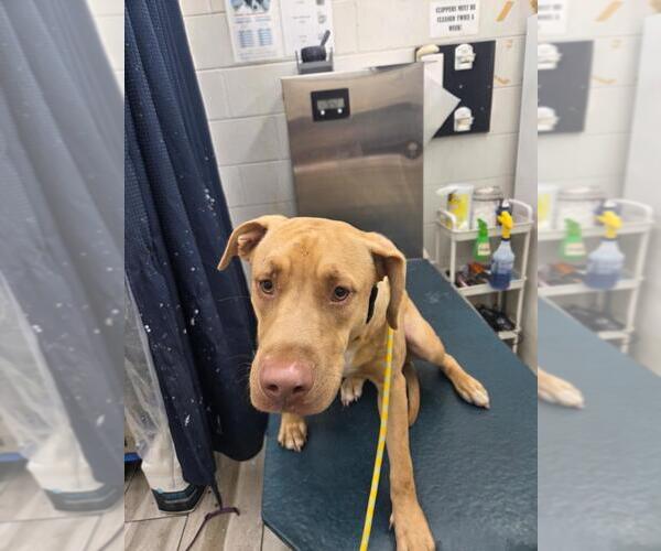 Medium Photo #1 Labrador Retriever-Unknown Mix Puppy For Sale in Mobile, AL, USA