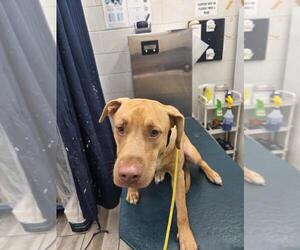 Labrador Retriever-Unknown Mix Dogs for adoption in Mobile, AL, USA