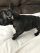 Small Photo #7 French Bulldog Puppy For Sale in OAK PARK, MI, USA