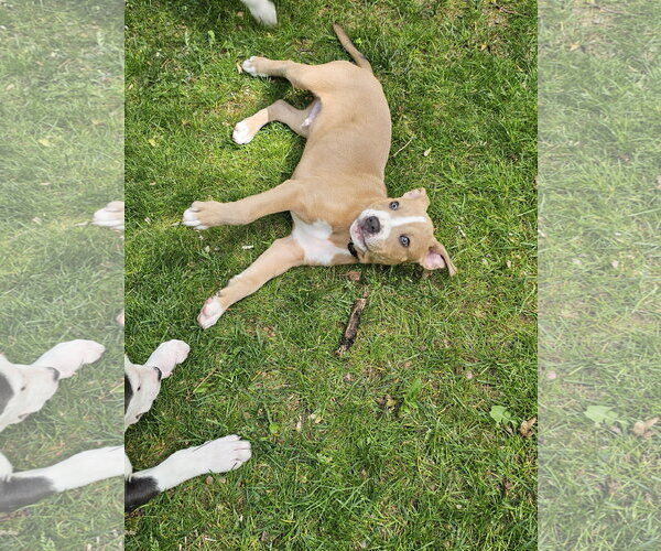 Medium Photo #3 Mutt Puppy For Sale in Rockaway, NJ, USA