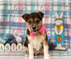 Texas Heeler Puppy for sale in LANCASTER, PA, USA