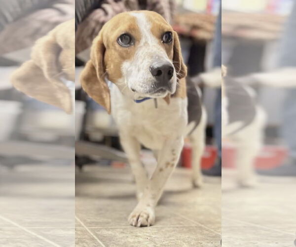 Medium Photo #9 Mutt Puppy For Sale in Rustburg, VA, USA