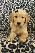 Small Photo #7 Golden Retriever Puppy For Sale in LANCASTER, PA, USA
