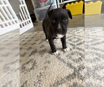 Small #12 American Staffordshire Terrier Mix