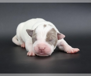 American Bully Puppy for sale in CHAMPAIGN, IL, USA