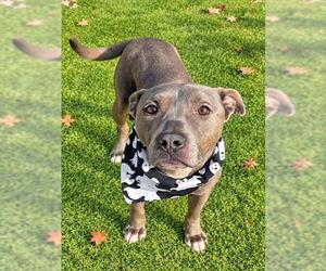 Mutt Dogs for adoption in Newton, NC, USA