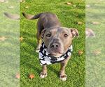 ASHE - Male Mutt Dog for Adoption - Small photo