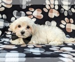 Small Photo #4 Maltipoo Puppy For Sale in LANCASTER, PA, USA