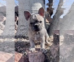 Small Photo #16 French Bulldog Puppy For Sale in PUEBLO, CO, USA