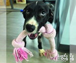 Small #8 Labrador Retriever Mix