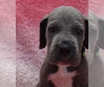 Small Photo #18 Great Dane Puppy For Sale in ALVARADO, TX, USA