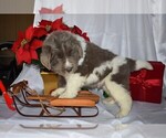 Small Photo #3 Newfoundland Puppy For Sale in MILLERSBURG, OH, USA