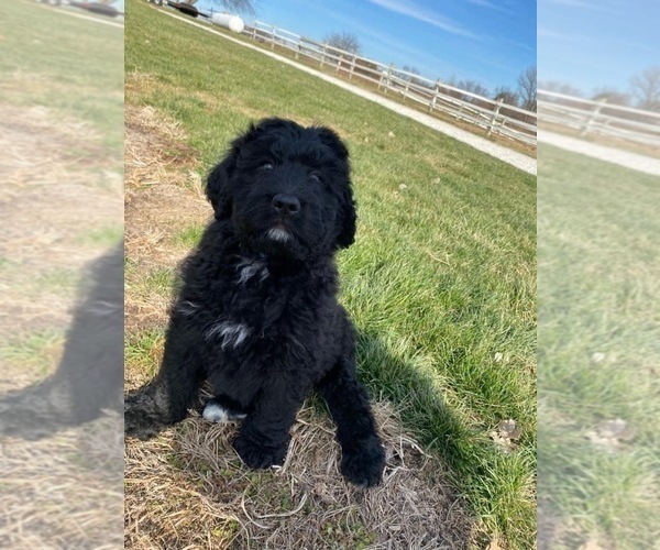 Medium Photo #4 Bernedoodle Puppy For Sale in WEST FRIENDSHIP, MD, USA