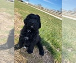 Small Photo #4 Bernedoodle Puppy For Sale in WEST FRIENDSHIP, MD, USA