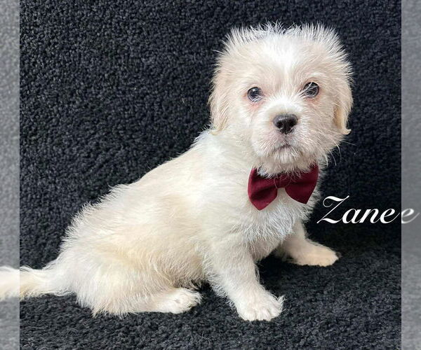 Medium Photo #3 Mutt Puppy For Sale in Grafton, WI, USA