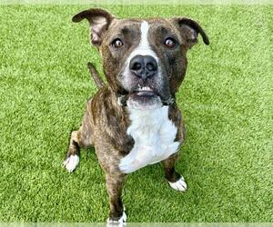 American Staffordshire Terrier-Unknown Mix Dogs for adoption in Raleigh, NC, USA